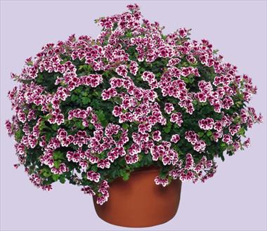 foto van een variëteit aan bloemen, te gebruiken als: Patioplant, korfplant Pelargonium crispum Angeleyes Randy