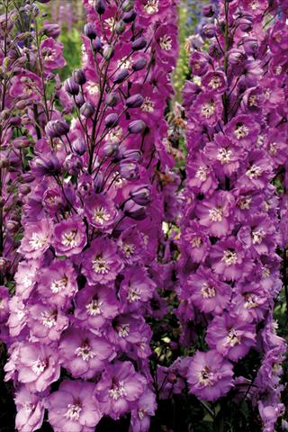 foto van een variëteit aan bloemen, te gebruiken als: Perkplant / Borders Delphinium elatum New Millennium Series Sweethearts