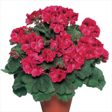 foto van een variëteit aan bloemen, te gebruiken als: Pot Pelargonium grandiflorum pac® Aristo® Claret