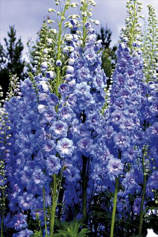 foto van een variëteit aan bloemen, te gebruiken als: Perkplant / Borders Delphinium elatum New Millennium Series Blue Lace