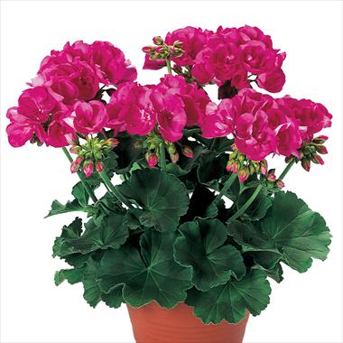 foto van een variëteit aan bloemen, te gebruiken als: Patioplant, potplant Pelargonium zonale pac® Shocking Pink