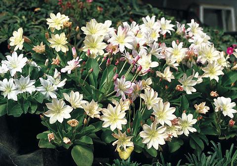 foto van een variëteit aan bloemen, te gebruiken als: Perkplant / Borders Lewisia tweedyi Lovedream