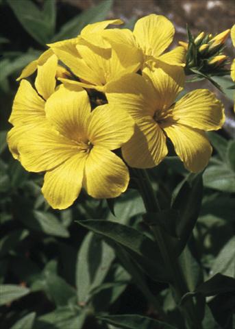 foto van een variëteit aan bloemen, te gebruiken als: Perkplant / Borders Linaria aeruginea Gemmels Strain