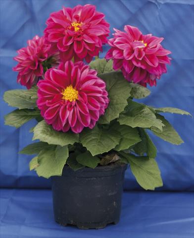 foto van een variëteit aan bloemen, te gebruiken als: Potplant, perkplant, patioplant, korfplant Dahlia Dali Rose