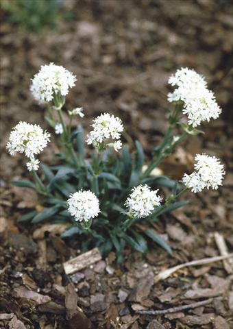 foto van een variëteit aan bloemen, te gebruiken als: Perkplant / Borders Lychnis alpina Snow Flurry