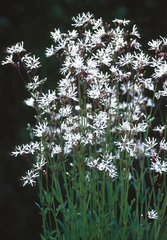 foto van een variëteit aan bloemen, te gebruiken als: Perkplant / Borders Lychnis flos-cuculi White Robin