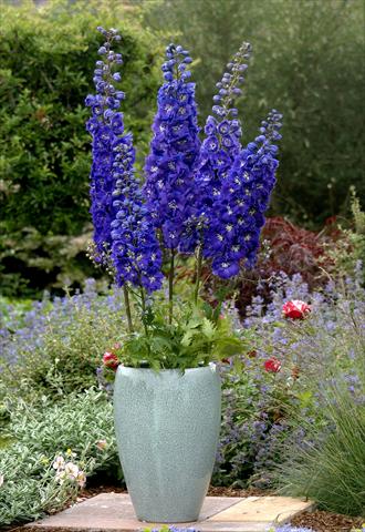 foto van een variëteit aan bloemen, te gebruiken als: Perkplant / Borders Delphinium x cultorum Centurion Royal Purple F1