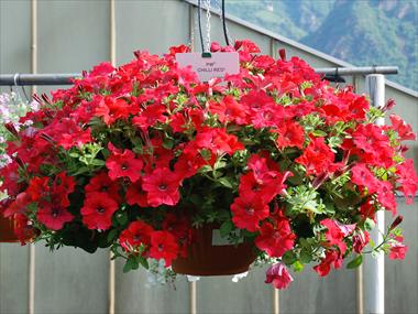 foto van een variëteit aan bloemen, te gebruiken als: Potplant, patioplant, korfplant Petunia pendula Chilli Red