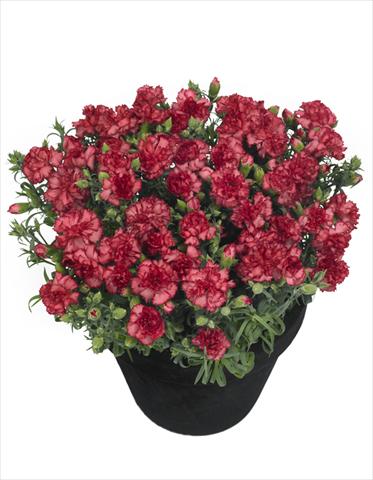 foto van een variëteit aan bloemen, te gebruiken als: Pot Dianthus Lahana