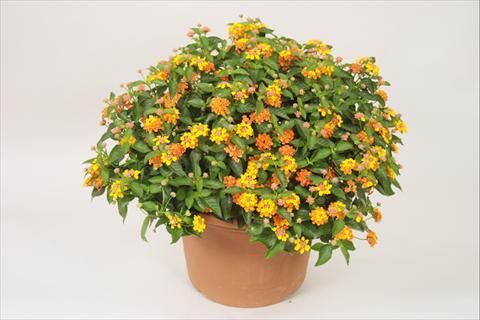 foto van een variëteit aan bloemen, te gebruiken als: Pot - en perkplant Lantana camara Bandana® Orange Sunrise