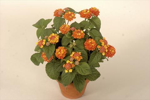 foto van een variëteit aan bloemen, te gebruiken als: Pot - en perkplant Lantana camara Bandana® Red