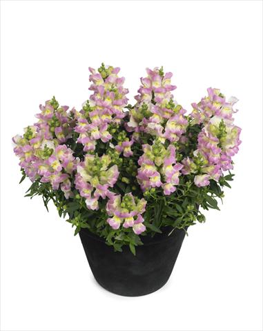 foto van een variëteit aan bloemen, te gebruiken als: Korf / Pot Antirrhinum majus Diana Lilac Yellow