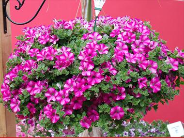 foto van een variëteit aan bloemen, te gebruiken als: Potplant, patioplant, korfplant Petunia Supertunia™ Raspberry Blast
