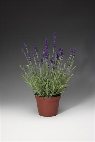 foto van een variëteit aan bloemen, te gebruiken als: Pot - en perkplant Lavandula angustifolia AromaticoT Blue