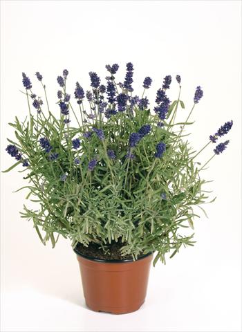 foto van een variëteit aan bloemen, te gebruiken als: Potplant, perkplant, patioplant Lavandula angustifolia Lavandula Hidcote