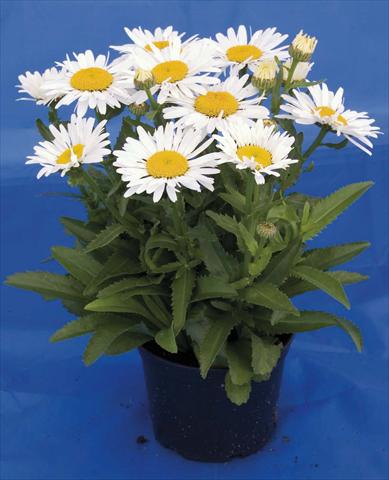 foto van een variëteit aan bloemen, te gebruiken als: Pot - en perkplant Leucanthemum Lacrosse