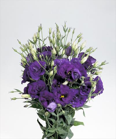 foto van een variëteit aan bloemen, te gebruiken als: Snijbloemen Lisianthus (Eustoma rusellianum) Super Magic Deep Blue 752