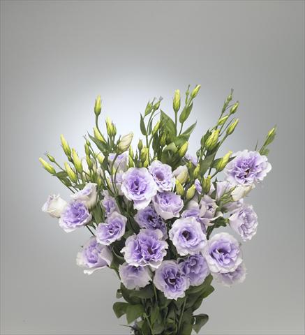 foto van een variëteit aan bloemen, te gebruiken als: Snijbloemen Lisianthus (Eustoma rusellianum) Super Magic Lavender 696