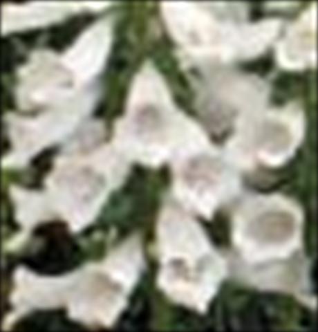 foto van een variëteit aan bloemen, te gebruiken als: Pot - en perkplant Digitalis purpurea Dalmatian F1 White