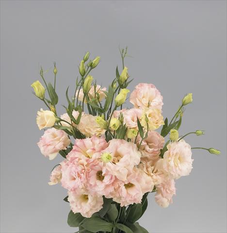 foto van een variëteit aan bloemen, te gebruiken als: Snijbloemen Lisianthus (Eustoma rusellianum) Super Magic Peach 588
