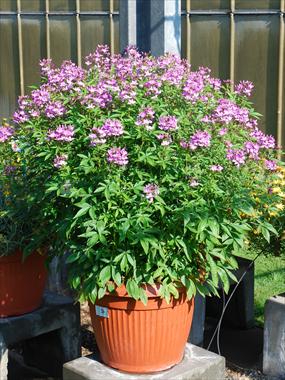 foto van een variëteit aan bloemen, te gebruiken als: Potplant, perkplant, patioplant Cleome Señorita Rosalita