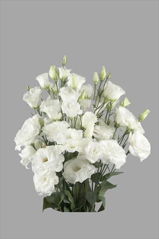 foto van een variëteit aan bloemen, te gebruiken als: Snijbloemen Lisianthus (Eustoma rusellianum) Super Magic White 791