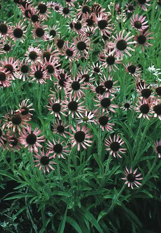 foto van een variëteit aan bloemen, te gebruiken als: Perkplant / Borders Echinacea tennesseensis Rocky Top Hybr.