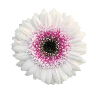 foto van een variëteit aan bloemen, te gebruiken als: Snijbloemen Gerbera jamesonii Mon Amour