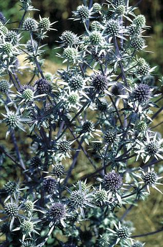 foto van een variëteit aan bloemen, te gebruiken als: Perkplant / Borders Eryngium planum Blaukappe (Blue Cap)
