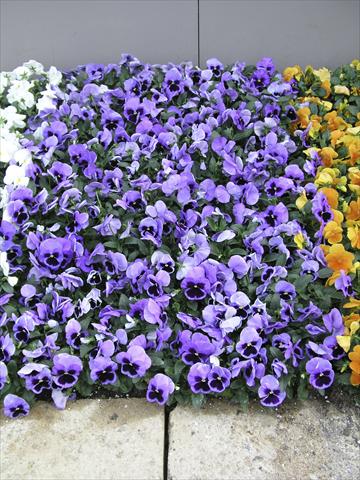 foto van een variëteit aan bloemen, te gebruiken als: Pot - en perkplant Viola wittrockiana Earlyflorian