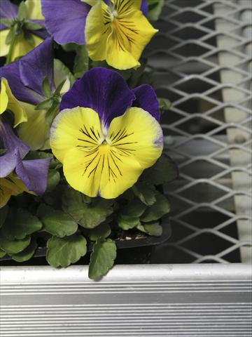 foto van een variëteit aan bloemen, te gebruiken als: Pot - en perkplant Viola wittrockiana Earlyflorian Morpheus
