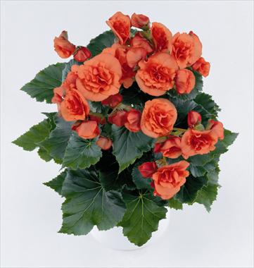 foto van een variëteit aan bloemen, te gebruiken als: Patioplant, perkplant Begonia Solenia Orange