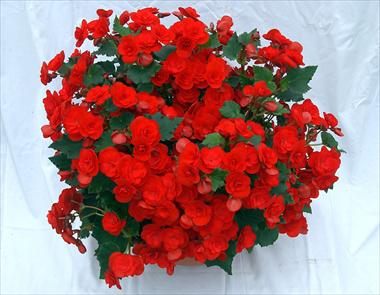 foto van een variëteit aan bloemen, te gebruiken als: Patioplant, perkplant Begonia Solenia Red Improved
