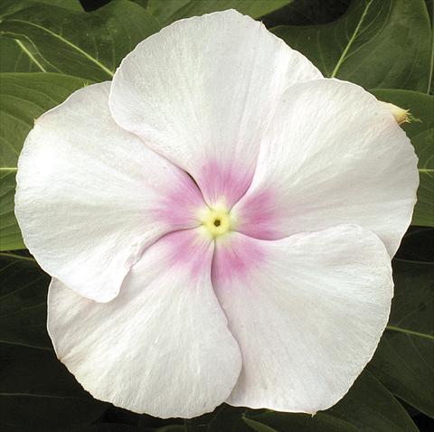 foto van een variëteit aan bloemen, te gebruiken als: Potplant, perkplant, patioplant, korfplant Catharanthus roseus - Vinca Vitesse Blush