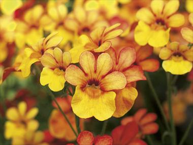 foto van een variëteit aan bloemen, te gebruiken als: Potplant, patioplant, korfplant Nemesia Sunsatia™ Kumquat