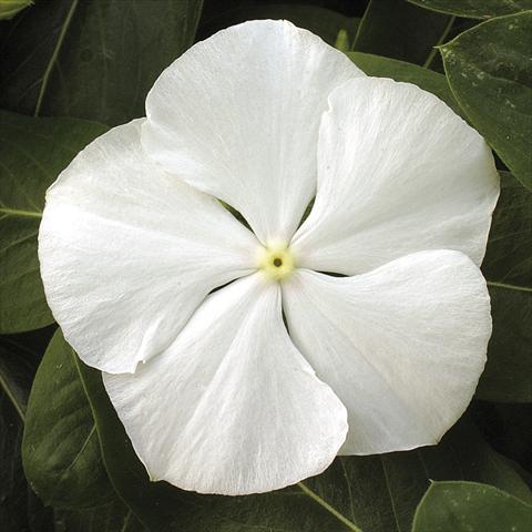 foto van een variëteit aan bloemen, te gebruiken als: Potplant, perkplant, patioplant, korfplant Catharanthus roseus - Vinca Vitesse White