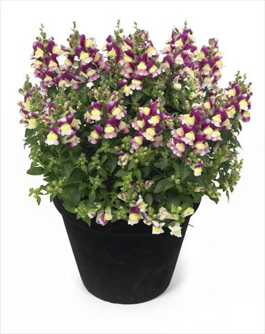 foto van een variëteit aan bloemen, te gebruiken als: Korf / Pot Antirrhinum majus Florini Diana Amour