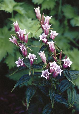 foto van een variëteit aan bloemen, te gebruiken als: Pot - en perkplant Gentiana asclepiadea Pink Swallow