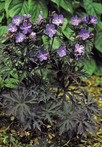 foto van een variëteit aan bloemen, te gebruiken als: Pot - en perkplant Geranium pratense Dark Reiter