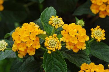foto van een variëteit aan bloemen, te gebruiken als: Potplant, perkplant, patioplant, korfplant Lantana camara Suntana Gold