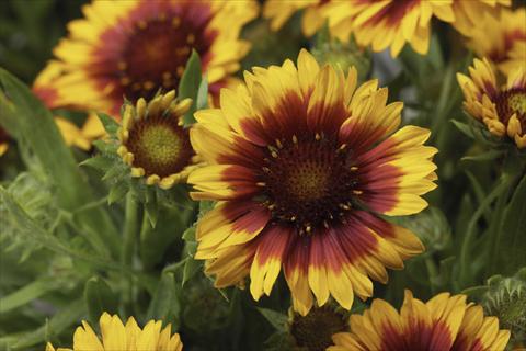 foto van een variëteit aan bloemen, te gebruiken als: Pot Gaillardia Sunburst T Yelloww Red