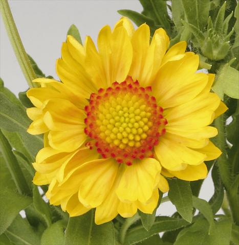 foto van een variëteit aan bloemen, te gebruiken als: Pot Gaillardia Sunburst T Orange