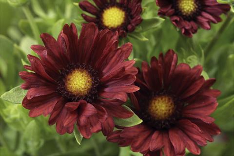 foto van een variëteit aan bloemen, te gebruiken als: Pot Gaillardia Sunburst T Burgundy