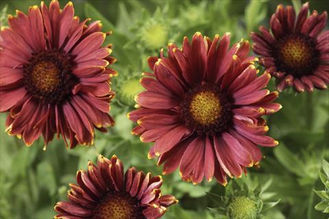 foto van een variëteit aan bloemen, te gebruiken als: Pot Gaillardia Sunburst T Red with Yellow Tip