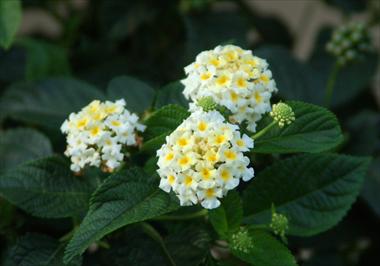 foto van een variëteit aan bloemen, te gebruiken als: Potplant, perkplant, patioplant, korfplant Lantana camara Suntana White