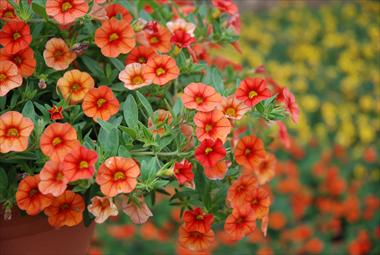 foto van een variëteit aan bloemen, te gebruiken als: Patioplant, korfplant Calibrachoa Superbells Orange