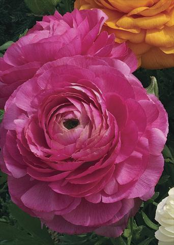foto van een variëteit aan bloemen, te gebruiken als: Pot Ranunculus asiaticus Magic Rose
