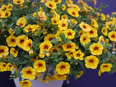 foto van een variëteit aan bloemen, te gebruiken als: Patioplant, korfplant Calibrachoa Superbells Yellow