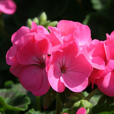 foto van een variëteit aan bloemen, te gebruiken als: Pot Pelargonium zonale Inspire Rose