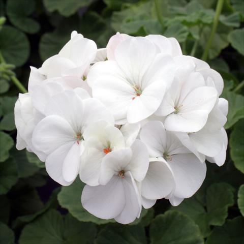 foto van een variëteit aan bloemen, te gebruiken als: Pot Pelargonium zonale Inspire White
